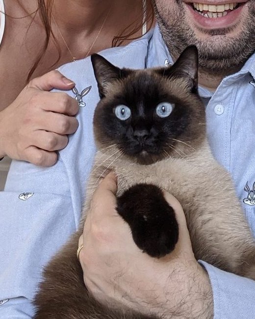 Pipo the Siamese cat
